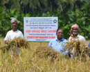 Mangaluru: Scientific farming yields bumper crop, sustains small farmers - expert